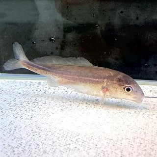 omusubi様　古代魚　オーダー 古代魚 - 不二熱帯魚