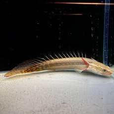 画像1: ポリプテルス・ラプラディ　7cm±　1匹 (1)