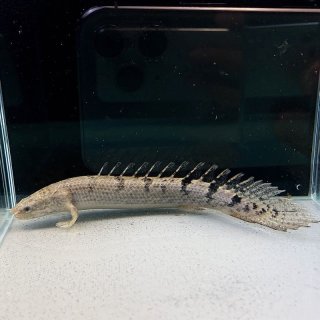 ポリプテルス・デルヘッジ・クオリティーバンド 10cm 1匹 - 不二熱帯魚