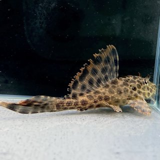 プレコ - 不二熱帯魚