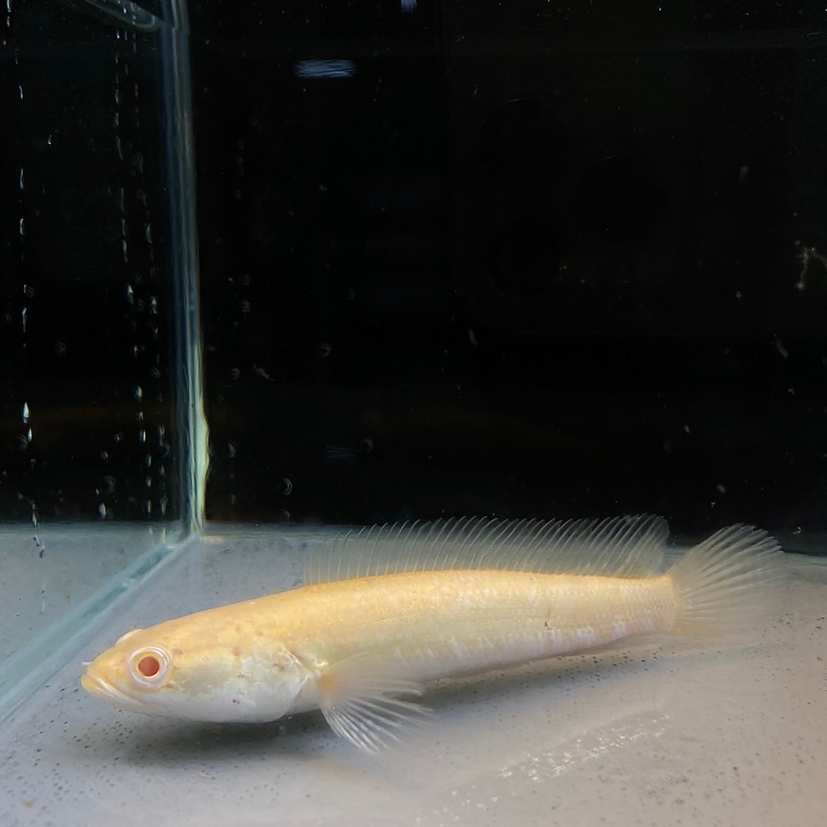 画像1: チャンナ・ストリアータアルビノ　18cm＋　1匹 (1)