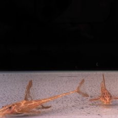 画像2: リネロリカリアランケオラータ レッド　5cm＋　1匹 (2)