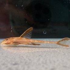 画像1: リネロリカリアランケオラータ レッド　5cm＋　1匹 (1)