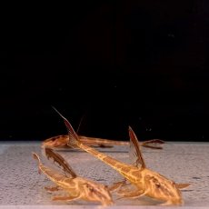 画像5: リネロリカリアランケオラータ レッド　5cm＋　1匹 (5)