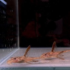 画像3: リネロリカリアランケオラータ レッド　5cm＋　1匹 (3)