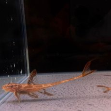画像4: リネロリカリアランケオラータ レッド　5cm＋　1匹 (4)