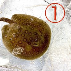 画像1: 【死着保証あり】モトロ　淡水エイ　12cm＋ 選択した写真の個体を送ります (1)