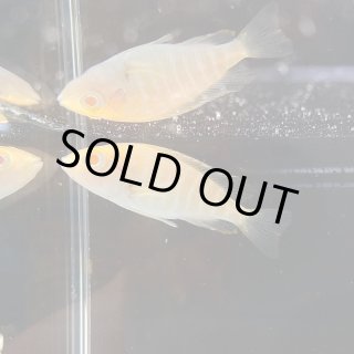 アフリカンシクリッド - 不二熱帯魚