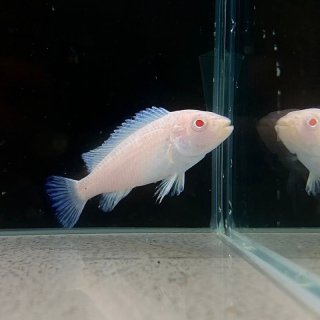 Pseudotropheus sp. perspicax orange cap - Nordiska Ciklidsällskapet  artregister