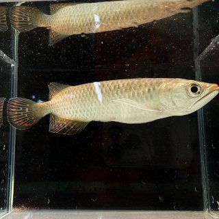 【死着保証あり】ノーザンバラムンディ 15cm＋ - 不二熱帯魚