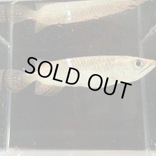 古代魚 - 不二熱帯魚