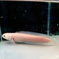 画像2: 【死着保証あり】チャンナアジアティカプラチニウム　20cm＋　1匹 (2)