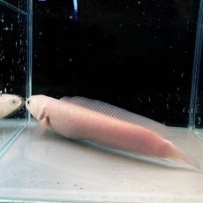 画像4: 【死着保証あり】チャンナアジアティカプラチニウム　20cm＋　1匹 (4)