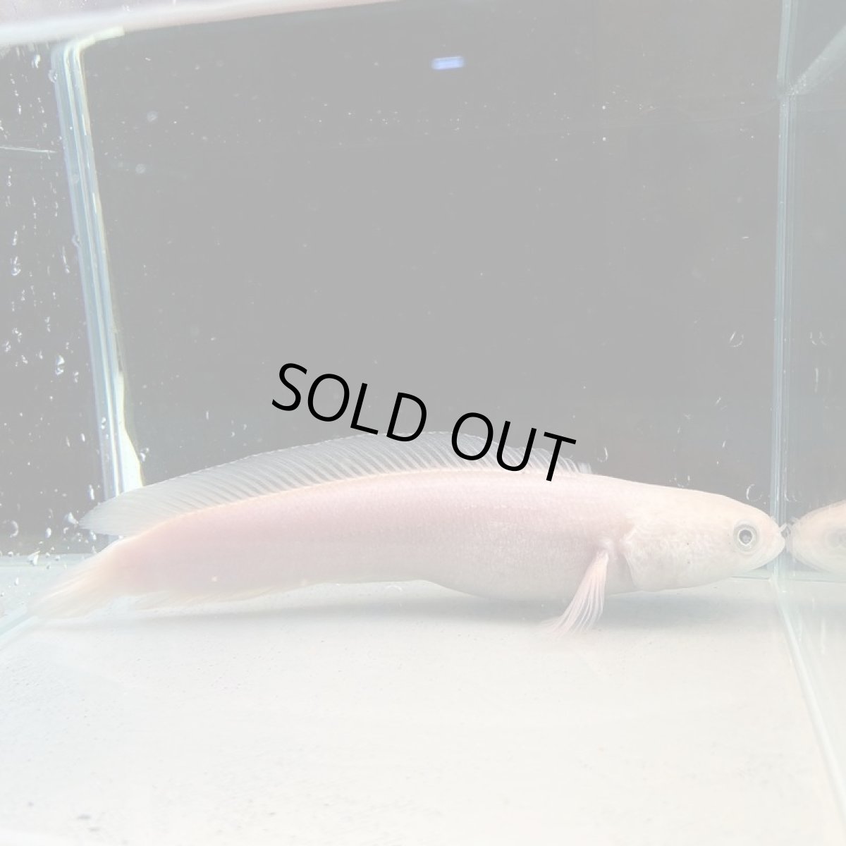 画像1: 【死着保証あり】チャンナアジアティカプラチニウム　20cm＋　1匹 (1)