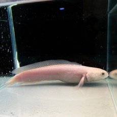 画像1: 【死着保証あり】チャンナアジアティカプラチニウム　20cm＋　1匹 (1)