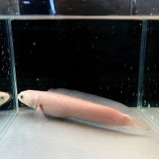 画像3: 【死着保証あり】チャンナアジアティカプラチニウム　20cm＋　1匹 (3)