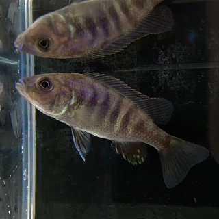 アフリカンシクリッド - 不二熱帯魚