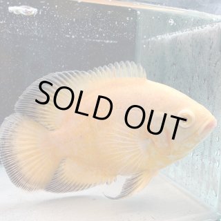 シクリッド - 不二熱帯魚 シクリッド - 不二熱帯魚