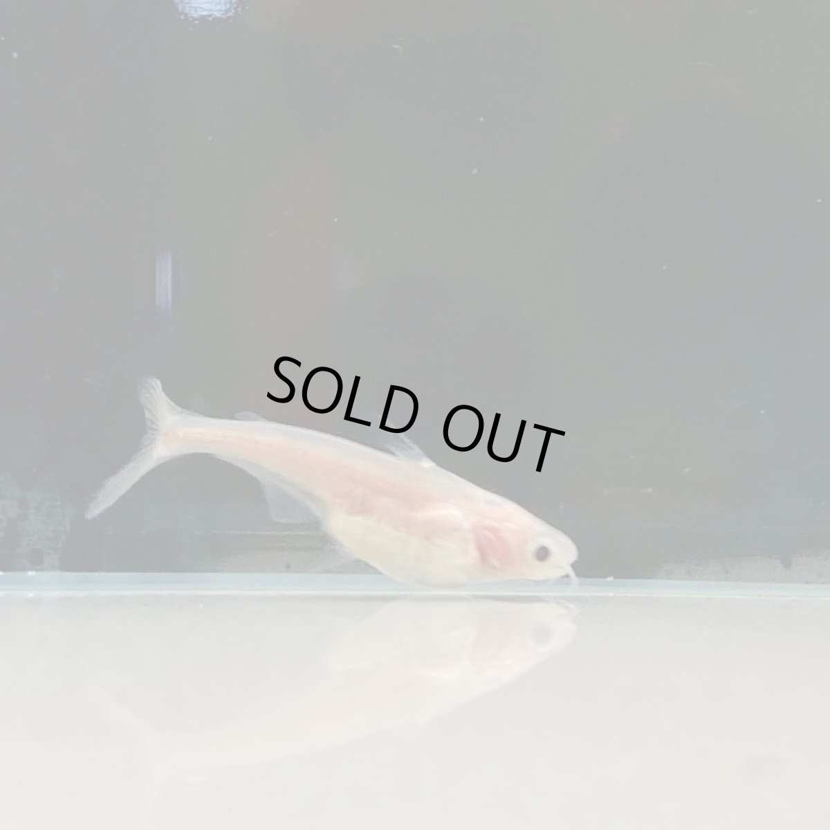 画像4: アルビノカイヤン　10cm±　3匹 (4)