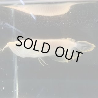 古代魚 - 不二熱帯魚