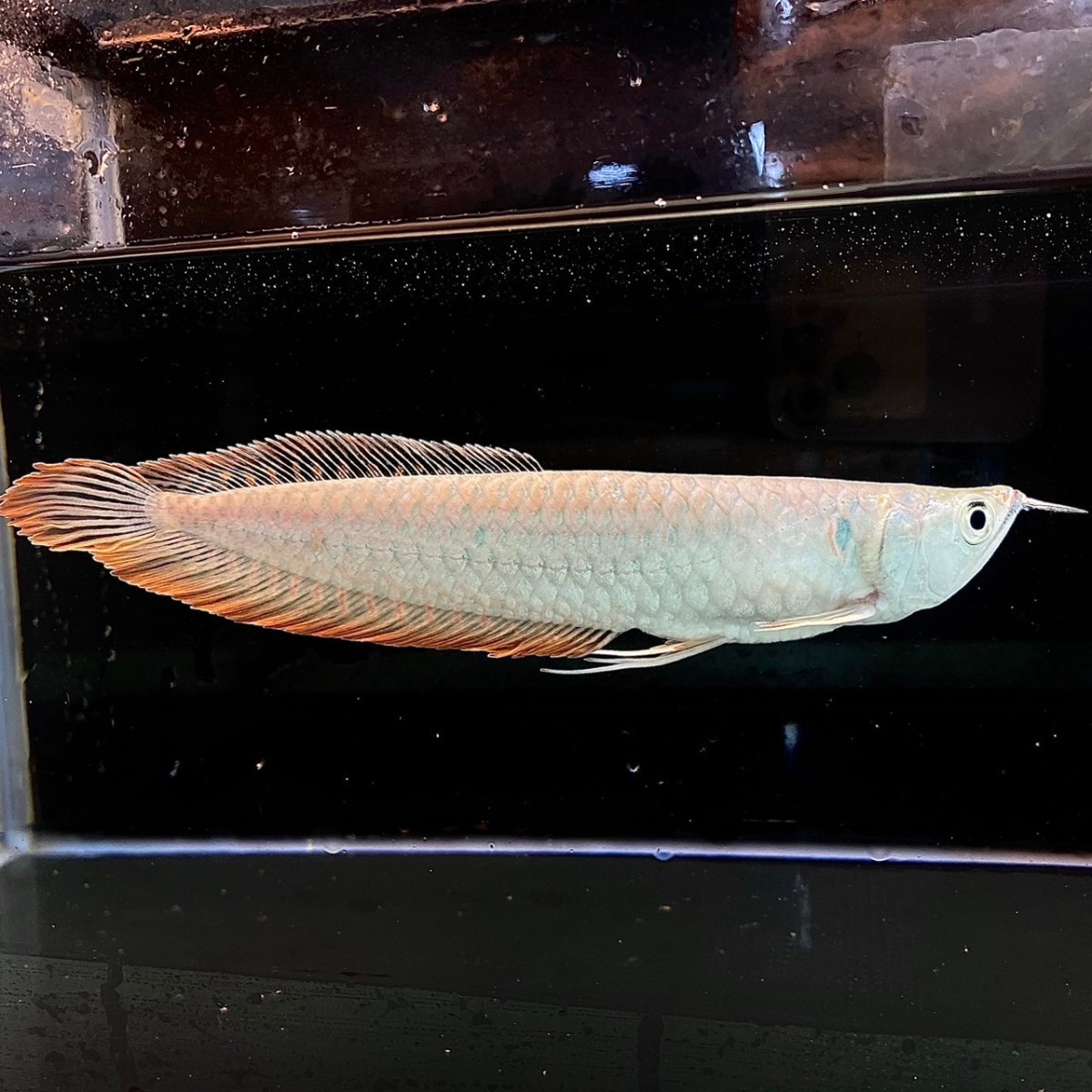 画像1: シルバーアロワナ　15cm±　1匹 (1)