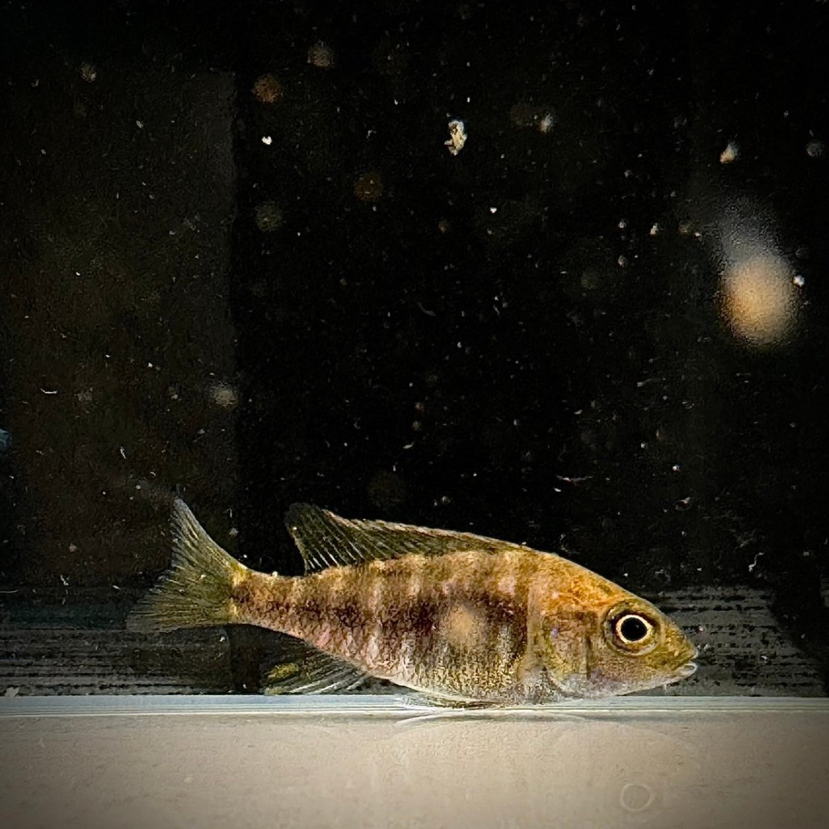 画像1: アウロノカラ・ニアサエ　8cm±　1匹 (1)