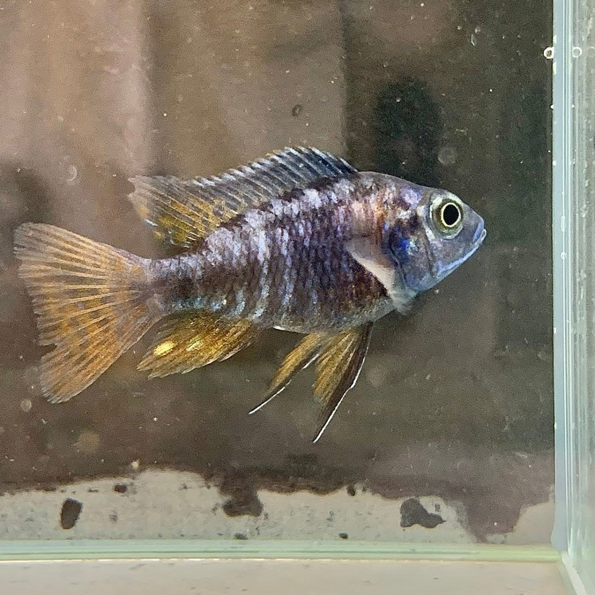 画像1: ブルーピーコックシクリッド　4cm＋　1匹 (1)