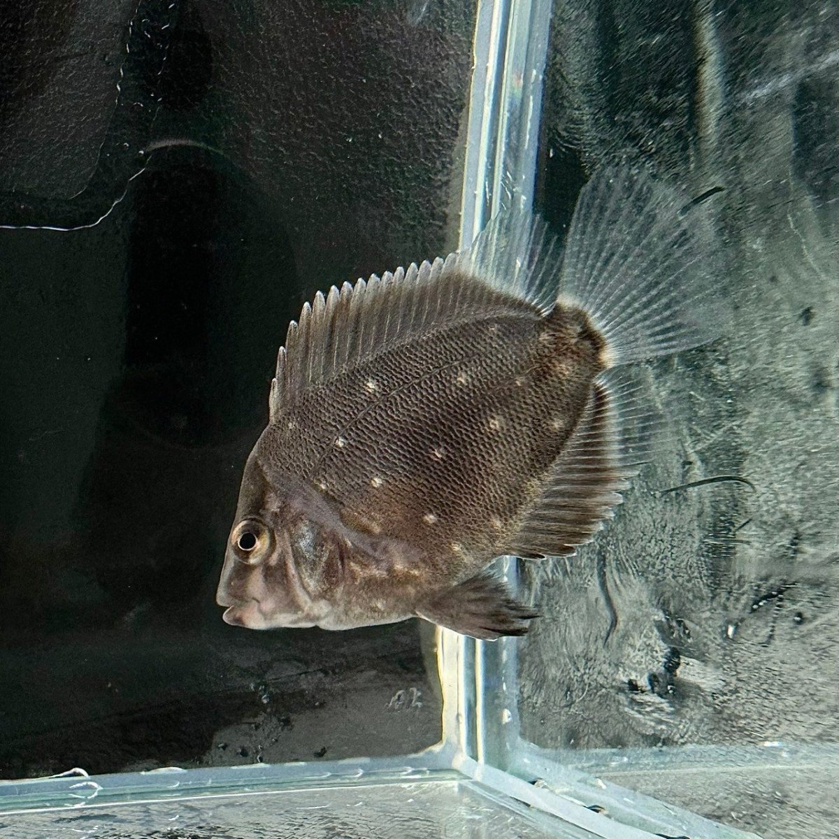 画像1: トライアングルシクリッド　5cm±　1匹 (1)