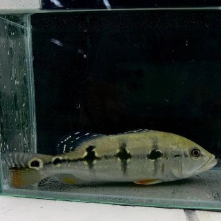 キクラ・ピクティ 7cm＋ 1匹 - 不二熱帯魚