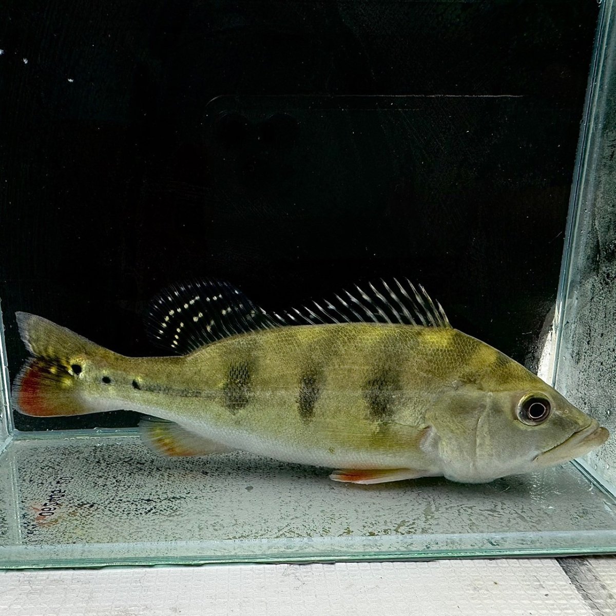 画像1: キクラ・ケルベリー　15cm＋　1匹 (1)