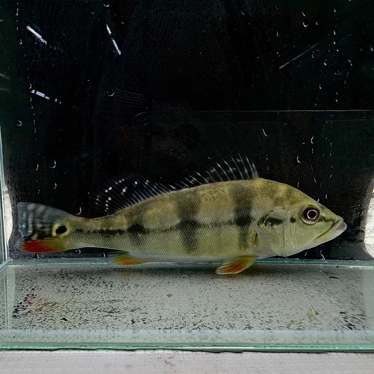 画像1: キクラ・ピニマ　15cm＋　1匹 (1)