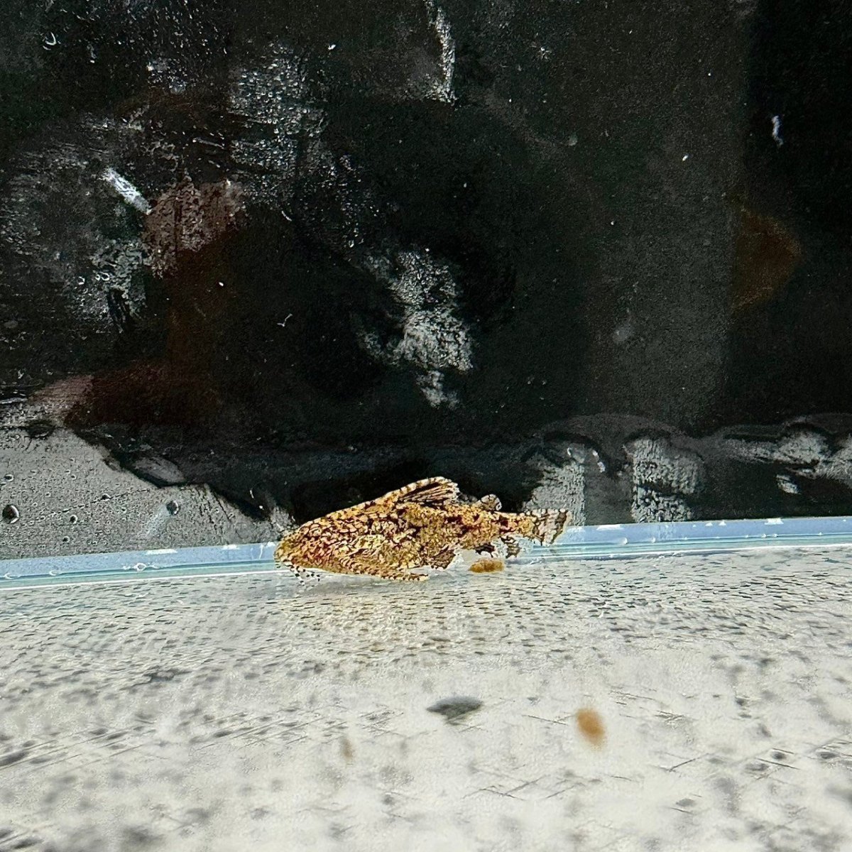 画像1: ハラ・ジェルドニー　2cm±　3匹 (1)