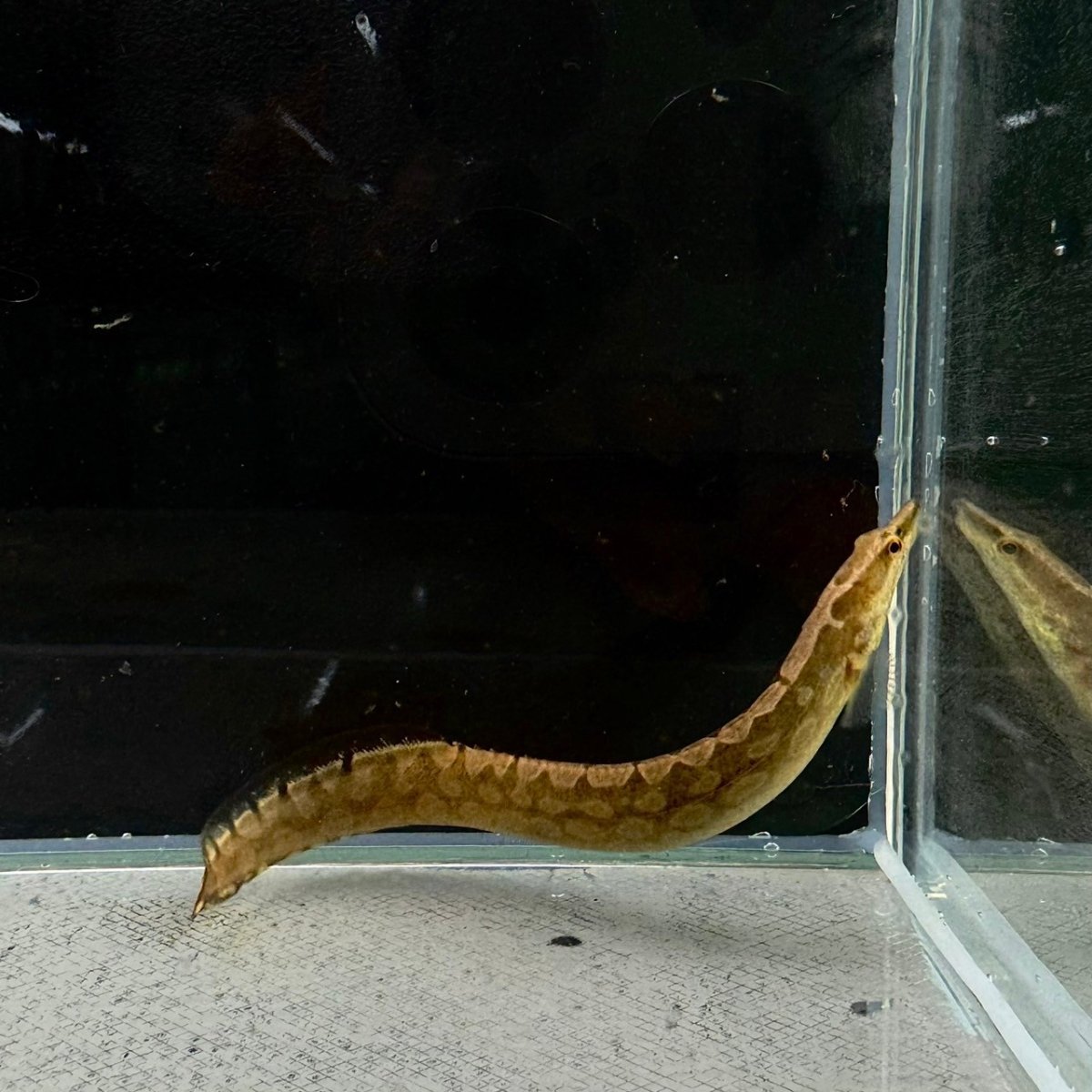 画像1: マスタセンベルス・アルマトゥス　20cm±　1匹 (1)