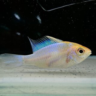 シクリッド - 不二熱帯魚 シクリッド - 不二熱帯魚