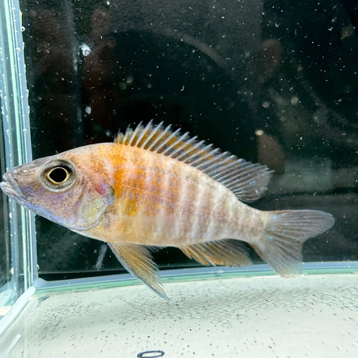 画像1: アウロノカラ ルビンレッド　8cm±　1匹 (1)