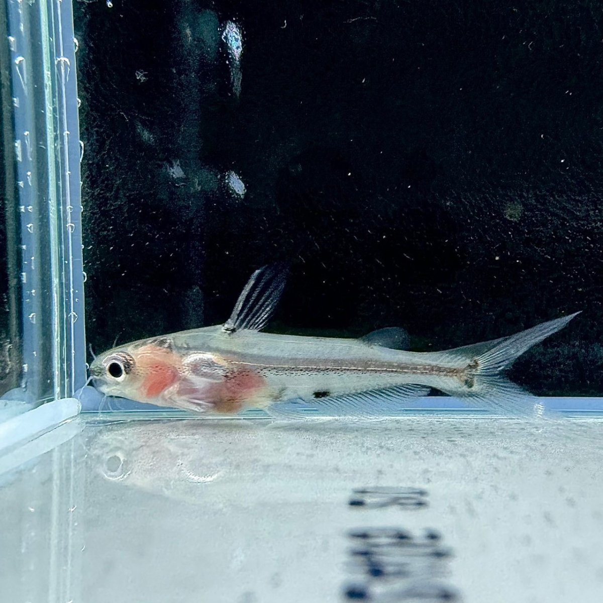 画像1: アジアグラスキャット　5cm±　1匹 (1)