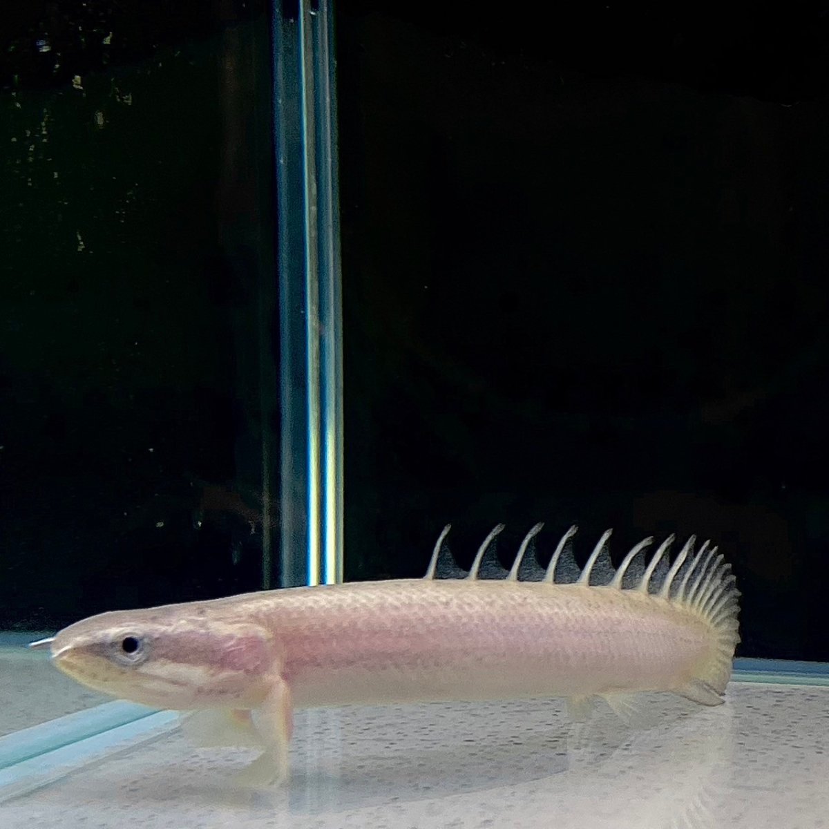 画像1: ポリプテルス・セネガルス　6cm±　1匹 (1)