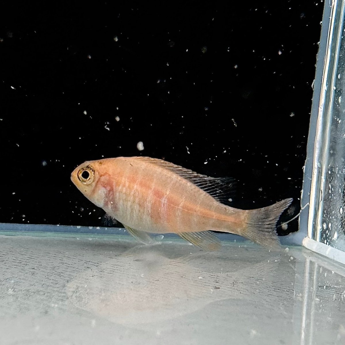 画像1: ストロベリーピーコックシクリッド　4cm±　1匹 (1)