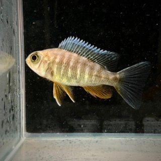 アフリカンシクリッド - 不二熱帯魚