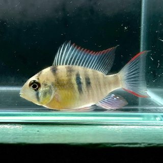 シクリッド - 不二熱帯魚 シクリッド - 不二熱帯魚