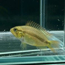 画像1: アピストグラマ・カカトイデス　2.5cｍ＋　１匹 (1)