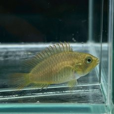画像2: アピストグラマ・カカトイデス　2.5cｍ＋　１匹 (2)