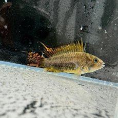 画像2: アピストグラマ・カカトイデス　ダブルレッド　2.5cｍ＋　１匹 (2)