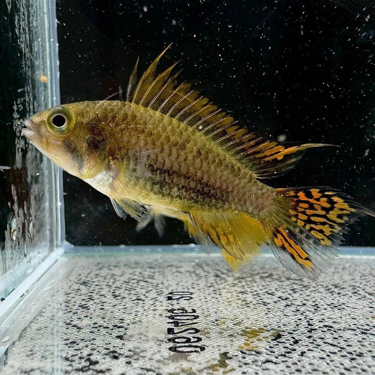 画像1: アピストグラマ・カカトイデス　ダブルレッド　2.5cｍ＋　１匹 (1)
