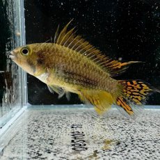 画像1: アピストグラマ・カカトイデス　ダブルレッド　2.5cｍ＋　１匹 (1)