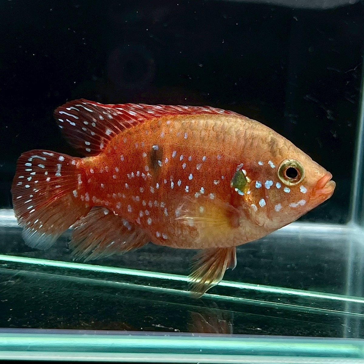 画像1: バルーンレッドジュエルシクリッド　4cm±　1匹 (1)