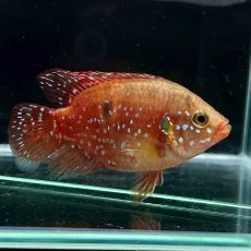 画像1: バルーンレッドジュエルシクリッド　5cm±　1匹 (1)
