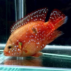 画像2: バルーンレッドジュエルシクリッド　5cm±　1匹 (2)