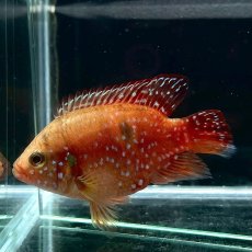 画像3: バルーンレッドジュエルシクリッド　5cm±　1匹 (3)