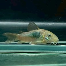 画像2: コリドラス・スーパーエクエス　Mサイズ　１匹 (2)